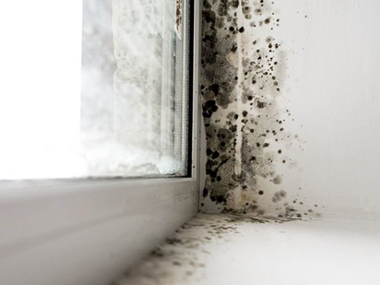 mouldy-wall-2.jpg